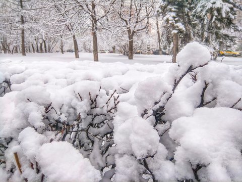 snow covered trees in winter
