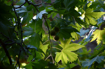 In the shade of the trees of the Nikitsky Botanical Garden