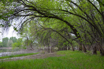 Summer landscape of the Caspian lowland
