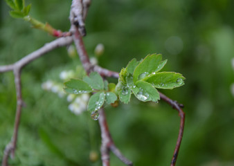 Drops of spring rain on the leaves of a tree