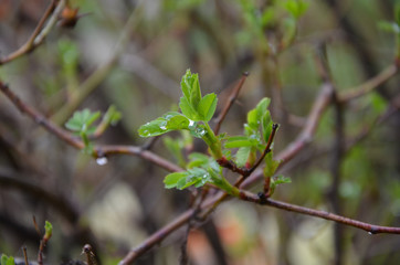 Drops of spring rain on the leaves of a tree