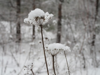 snow lies like a white cap on a plant in the form of an umbrella similar to dill