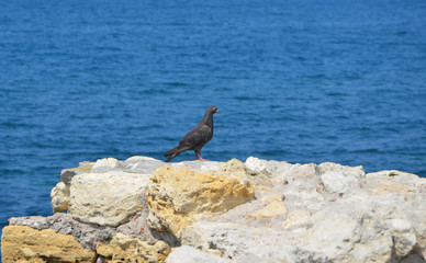 Dove on the shore