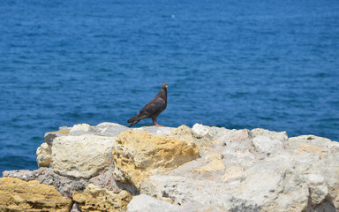 Dove on the shore