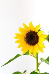 beautiful Flower of sunflower isolated closeup detail view