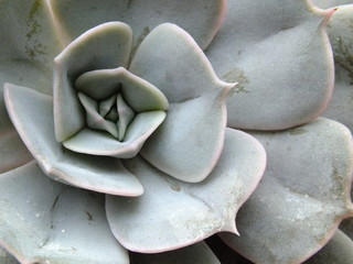 macro image of the center of gray-blue green succulent 