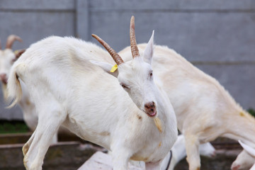 Fototapeta premium Portrait of goat