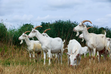 Obraz na płótnie Canvas Goats graze on the field