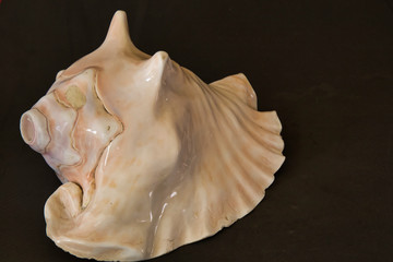 Prehispanic instrument of Mexico, Caracol Azteca