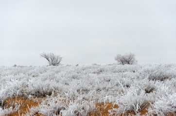 Frosty trees on a winter day