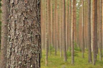 Pine tree forest in spring.