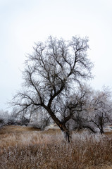 Obraz na płótnie Canvas Frosty trees on a winter day