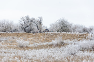 Frosty trees on a winter day