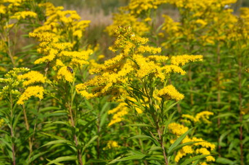 Yellow flowers of Solidago canadensis or Canadian goldenrod close up 