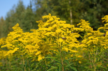 Flowering goldenrod canadian (lat. Solidago canadensis)