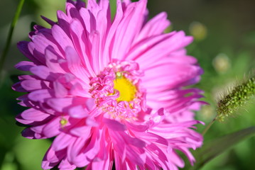 Beautiful pink chrysanthemum flower lit by the sun in a summer garden close-up