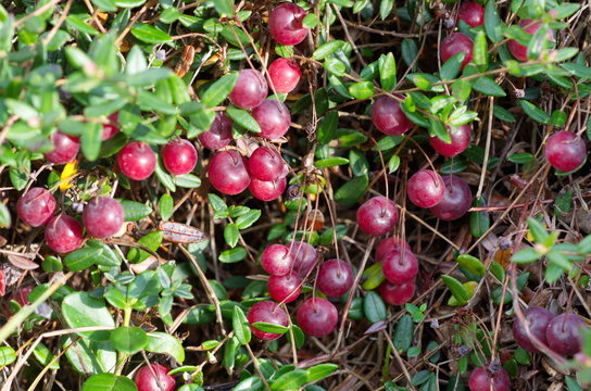 Mature cranberries ordinary (lat. Vaccinium oxycoccos)