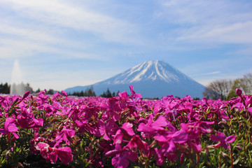 【日本】富士の芝桜