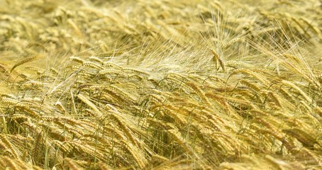 Close up of a Wheat field in sunlight