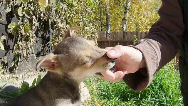 Cute puppy plays biting a man's finger. Slow motion. Close up