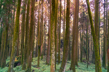 Obraz premium Oaks tree with moss covered, Taiwan rain forest natural landscape background