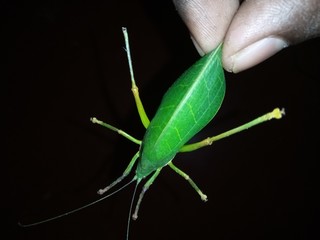 grasshopper on green background