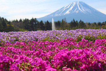 【日本】富士の芝桜