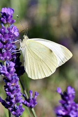 Close up of a little Butterfly sitting on purple lavender in sunshine