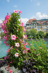 pink blooming mandevilla creeper plant, flower decoration in a trough at aare riverside