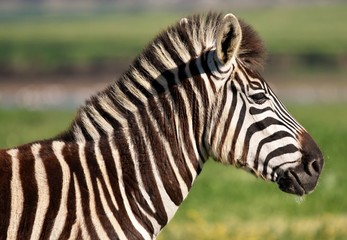 Portrait of a beautiful Zebra