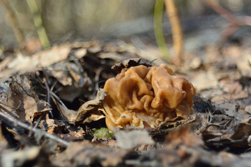 spring forest mushrooms (Gyromitra gigas), the first spring mushroom