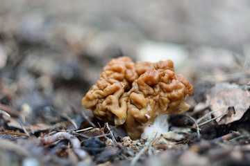spring forest mushrooms (Gyromitra gigas), the first spring mushroom
