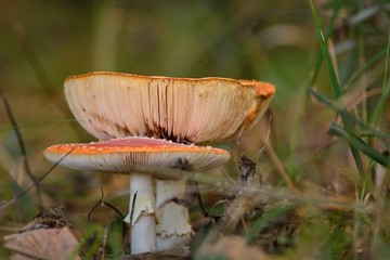 Amanita muscaria in the forest