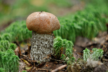 Picking mushrooms in the forest