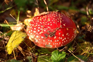 Amanita muscaria in the forest
