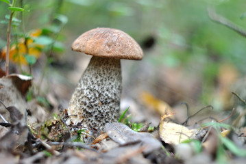 Picking mushrooms in the forest