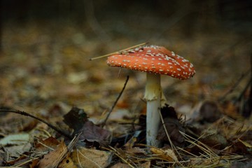 Amanita muscaria in the forest