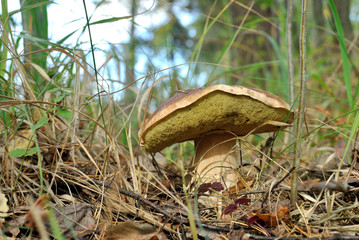 Picking mushrooms in the forest