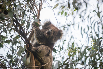 Koala on Tree