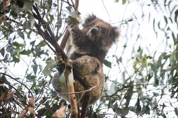 Koala on Tree