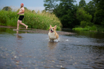 Corgi dog running on water in river a catching stick