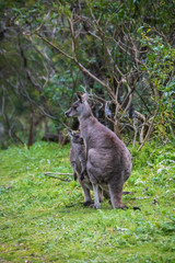 Morning Grace: A Kangaroo and Joey in Tower Hill Reserve, Victoria