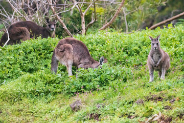 Kanagroo, Tower Hill Resrve
