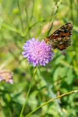 Butterfly on a purple flower on the field. close up. vertical photo