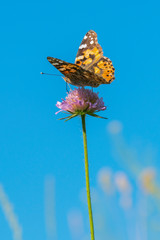 Butterfly on a purple flower against the blue sky. vertical photo