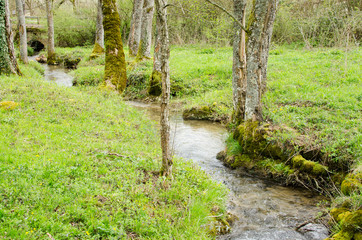 un ruisseau dans une for&ecirc;t