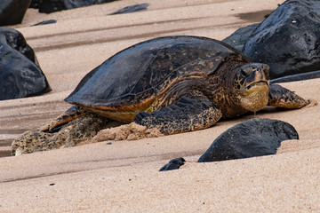 close up of a green set turtle in hawaii on beach