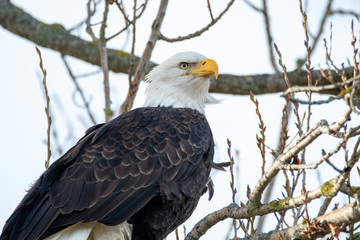 A closeup of a Bald eagle perching on the branch.  Delta  BC  Canada