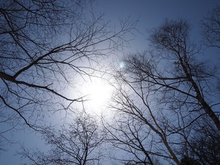Fototapeta na wymiar 青空と枯れ木