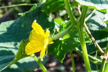 Young plant cucumber with yellow flowers.